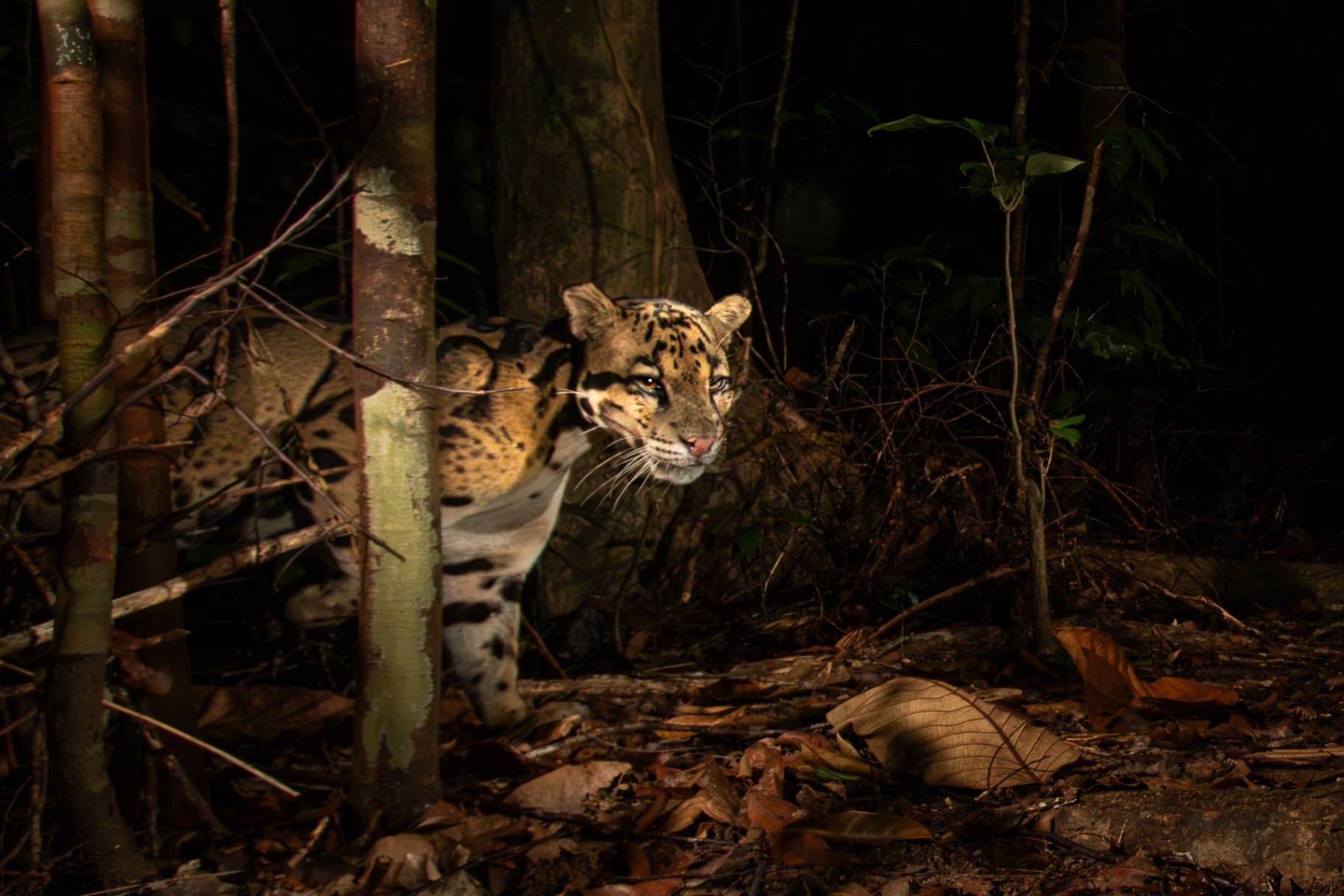Mainland Clouded Leopard