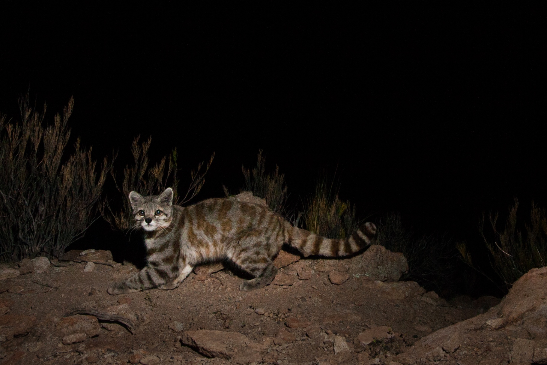 Andean Mountain Cat