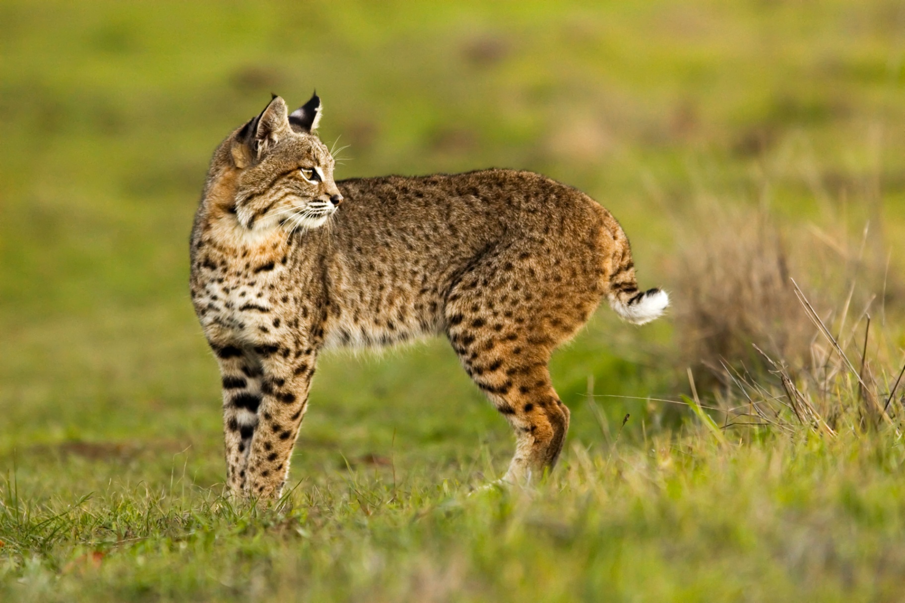 Bobcat
