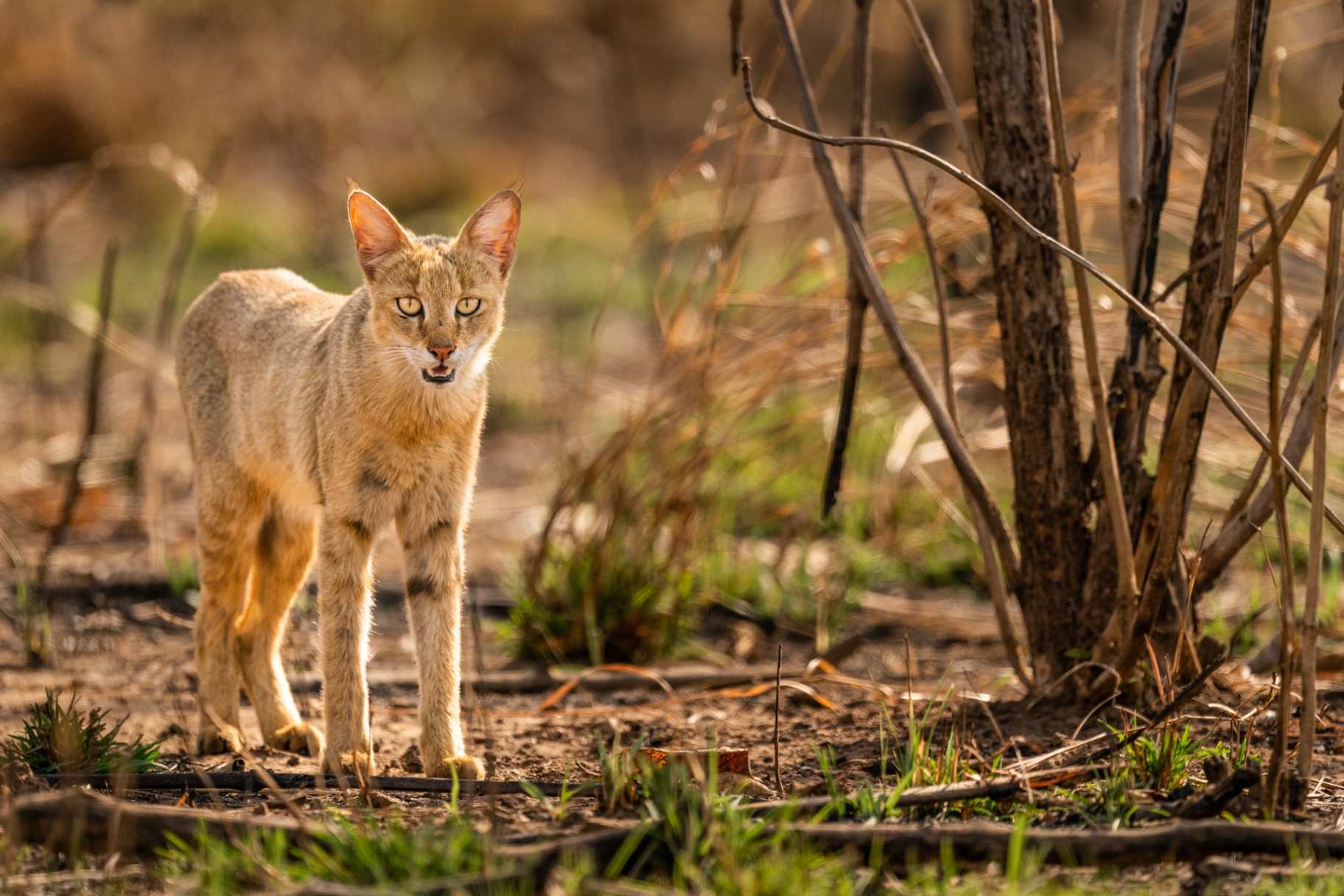 Jungle Cat