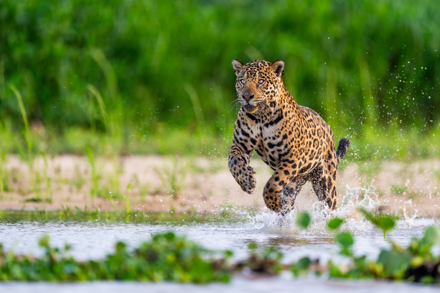 Jaguar