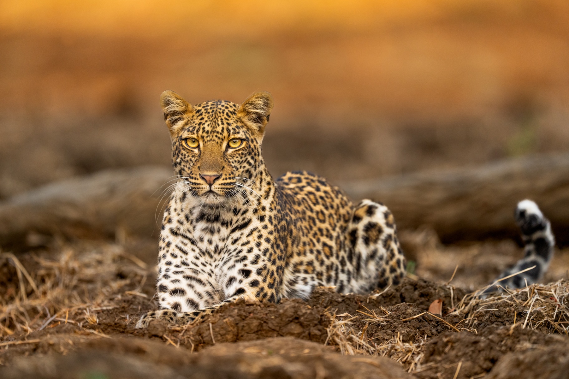 Leopard