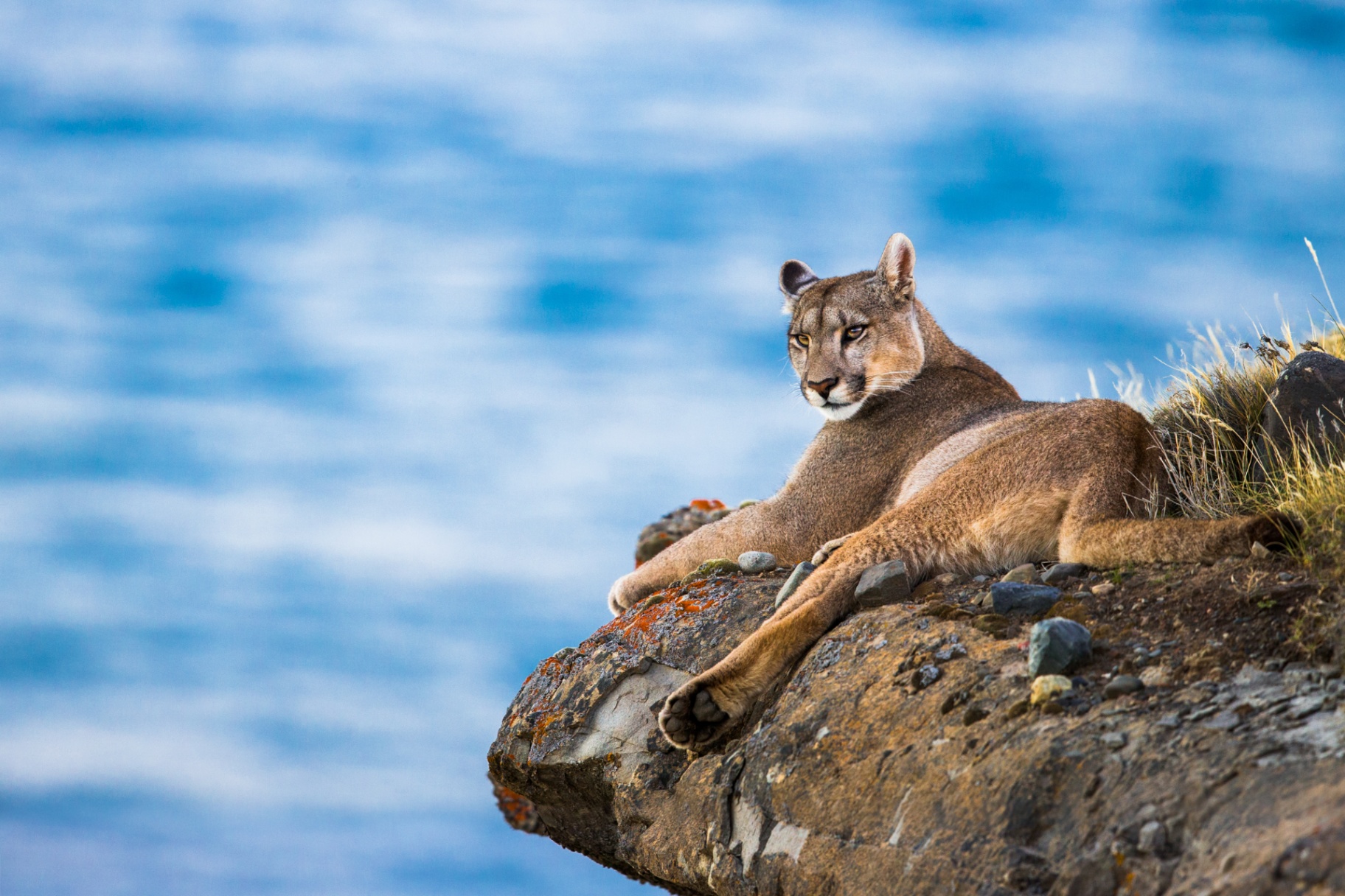 Mountain Lion
