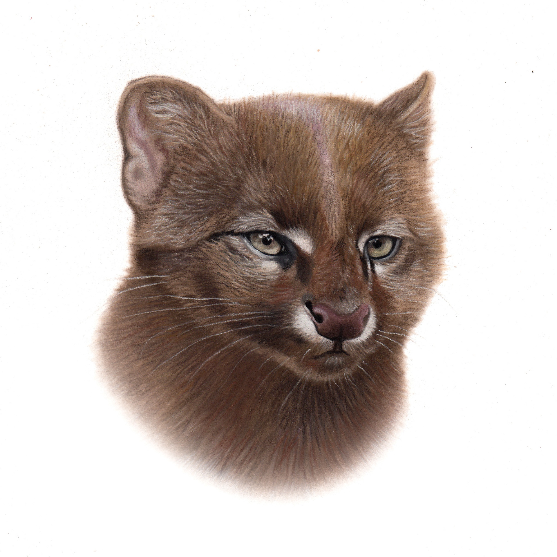 Jaguarundi