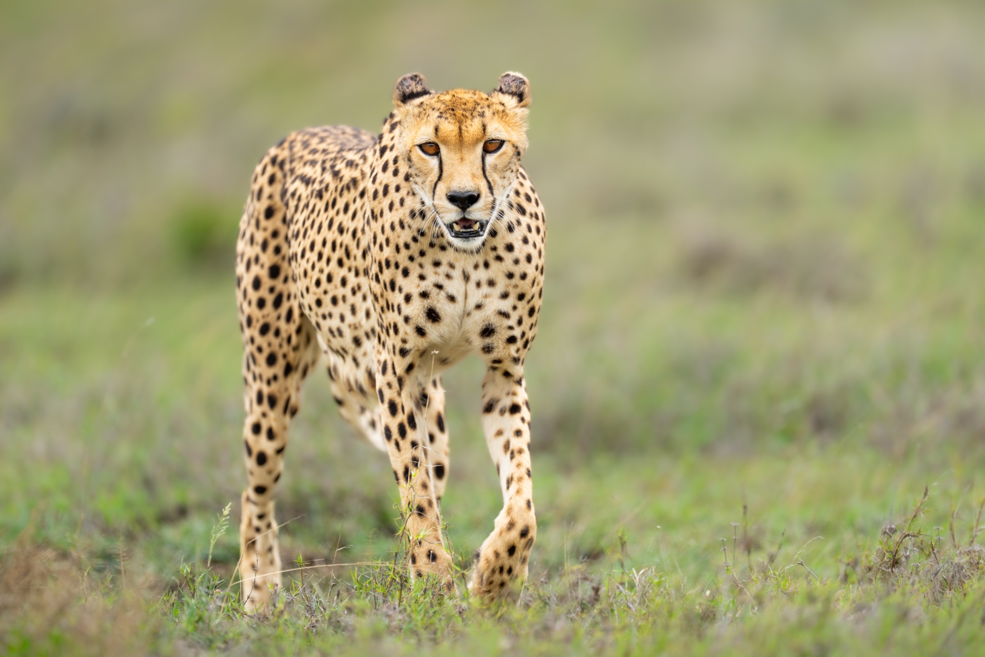 Cheetah