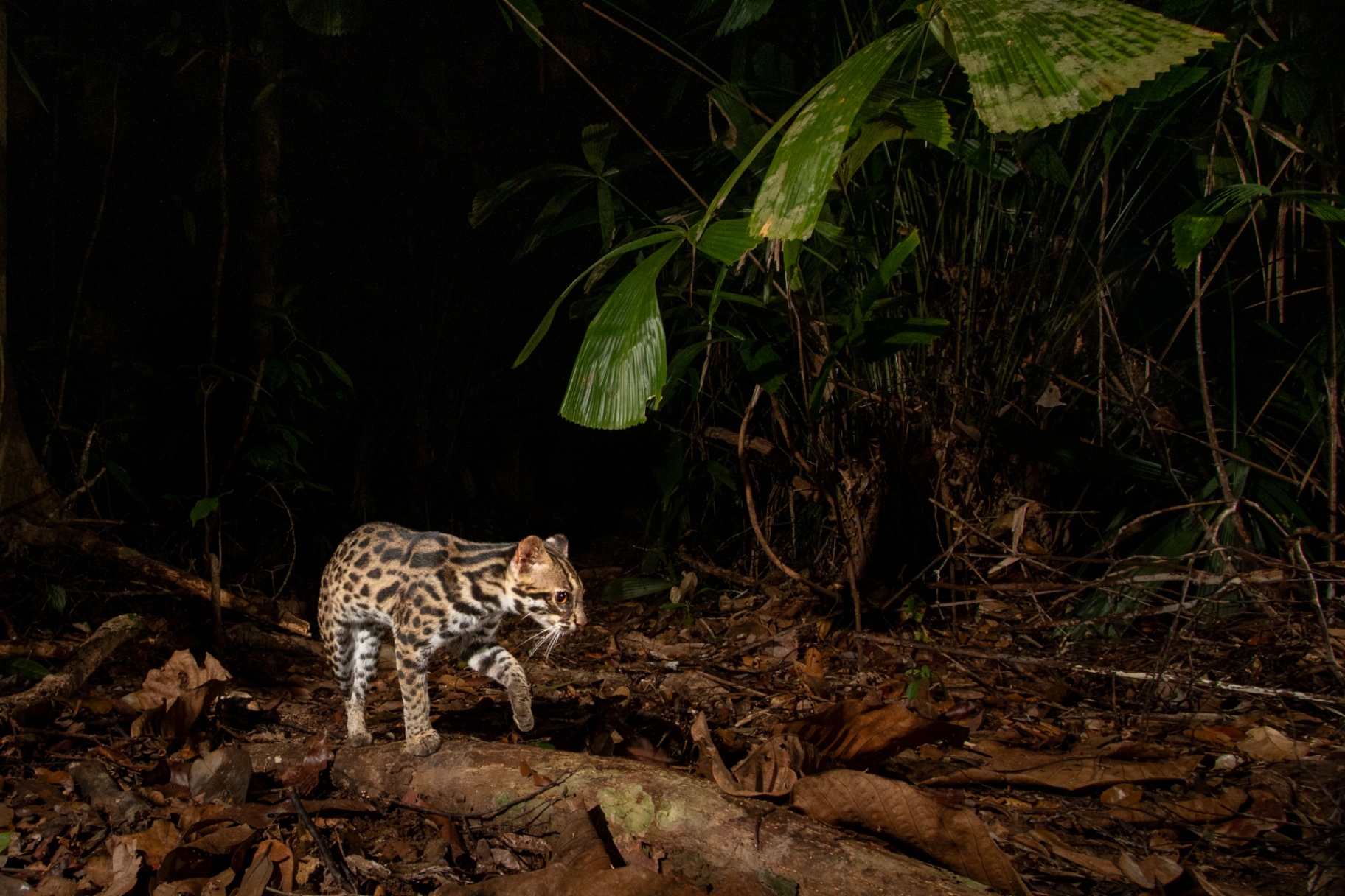 Mainland Leopard Cat