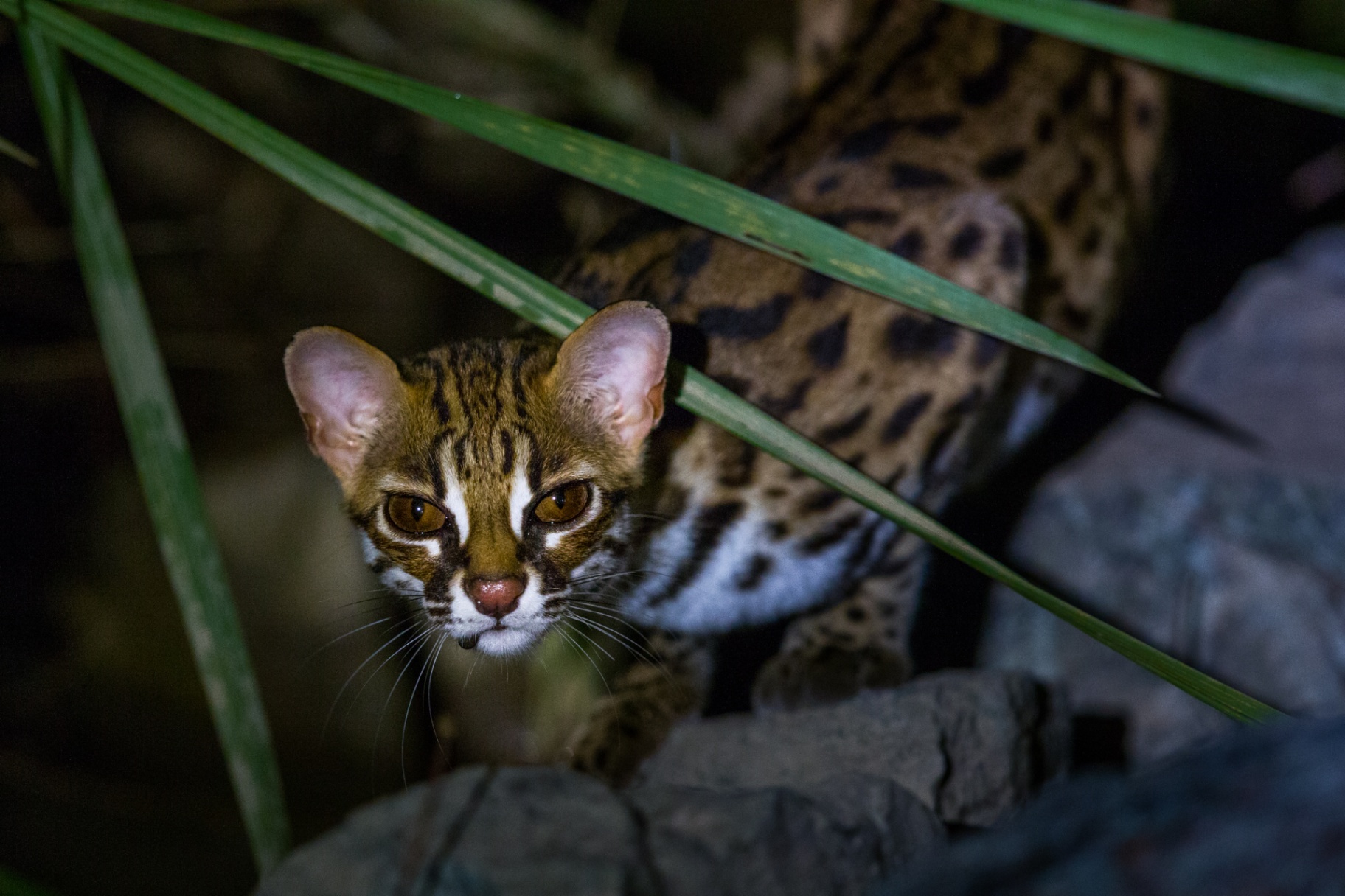 Sunda Leopard Cat