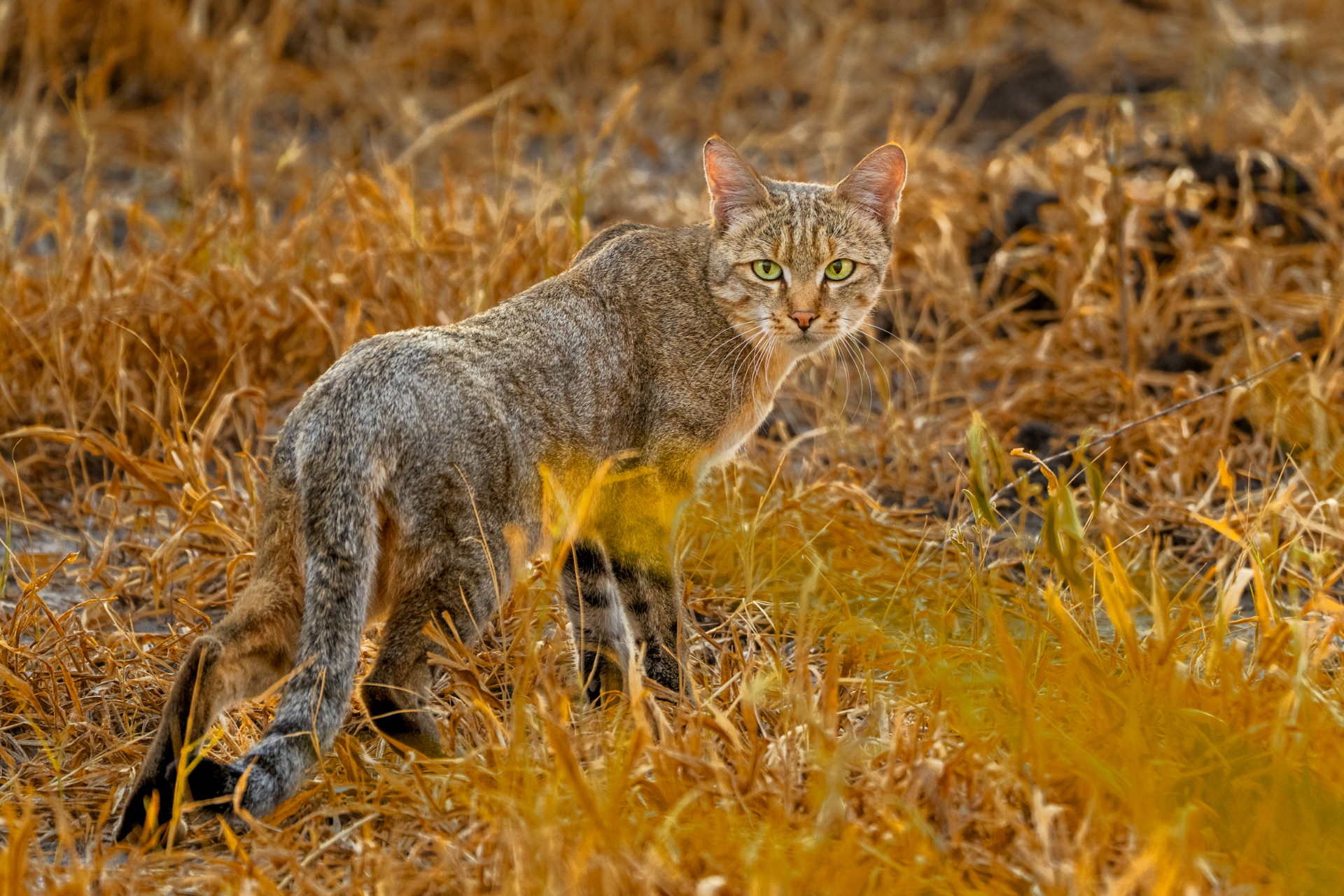 Afro-Asiatic Wildcat