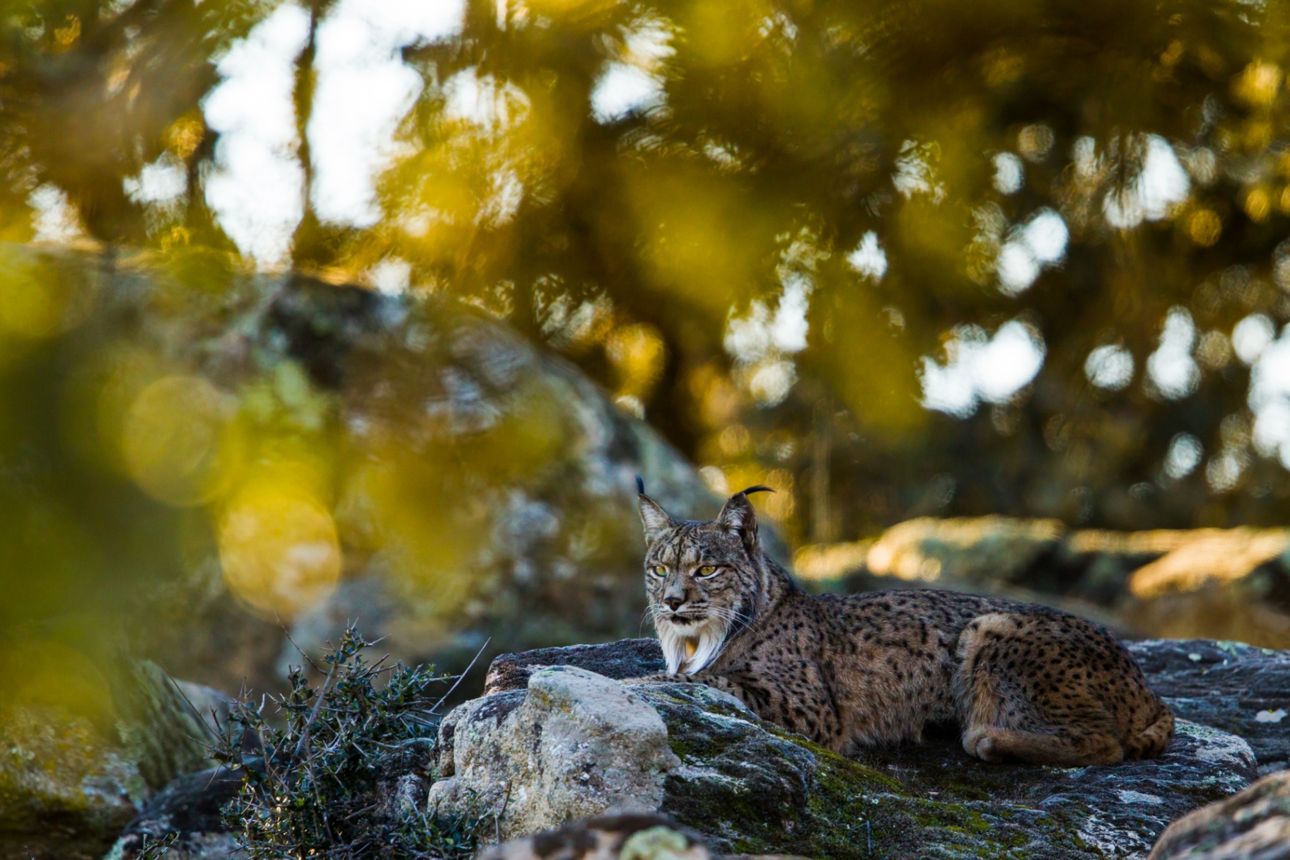 Iberian Lynx