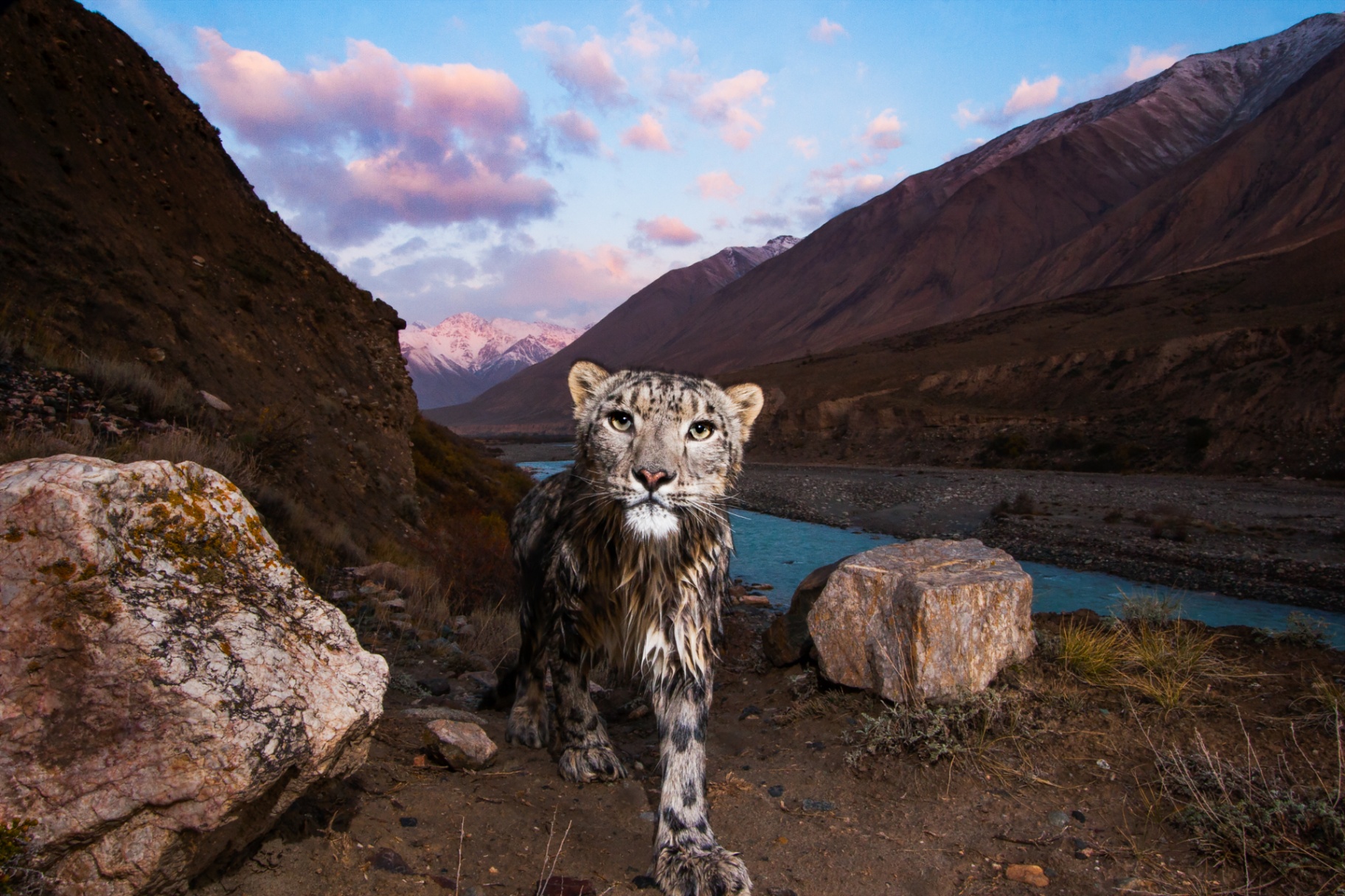 Snow Leopard