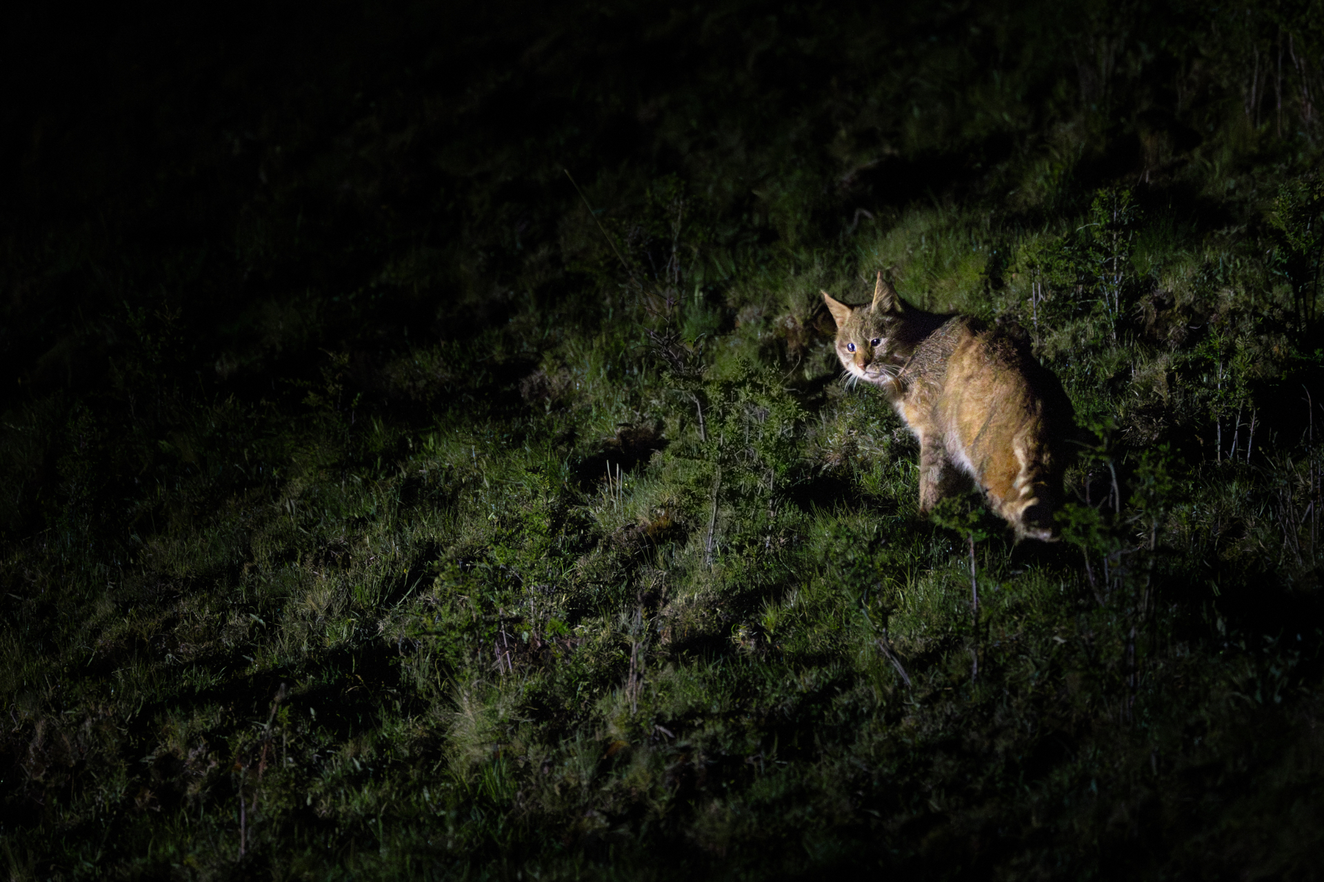 Chinese Mountain Cat
