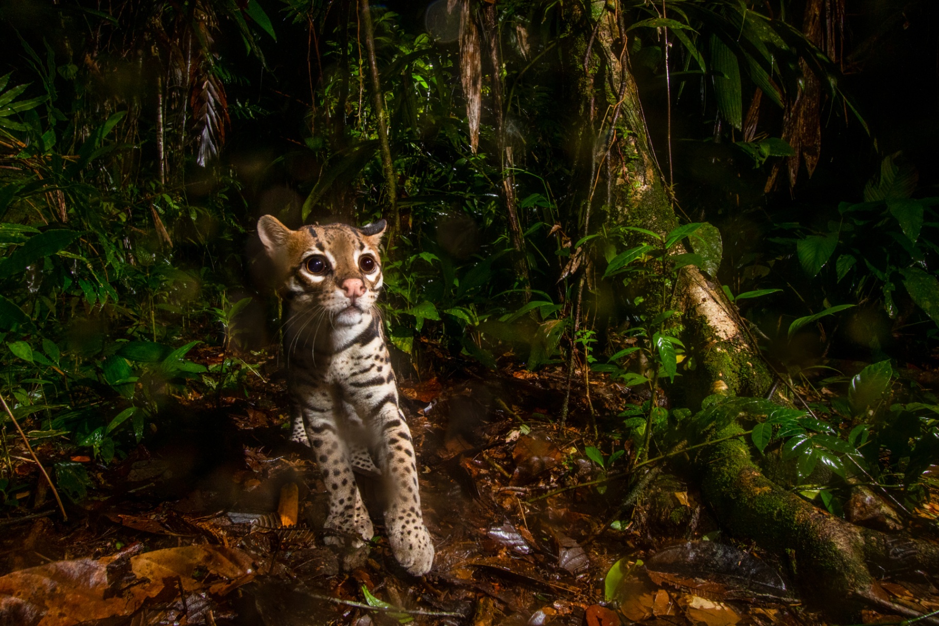 Ocelot