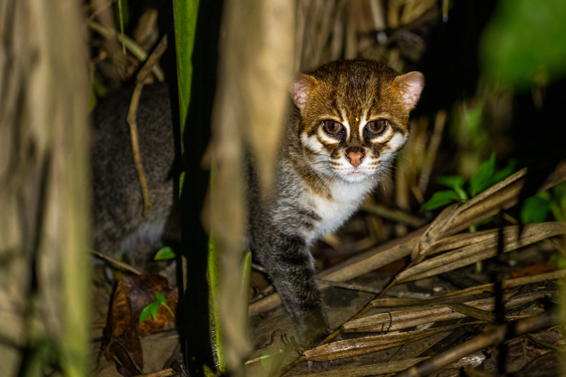Flat-headed Cat