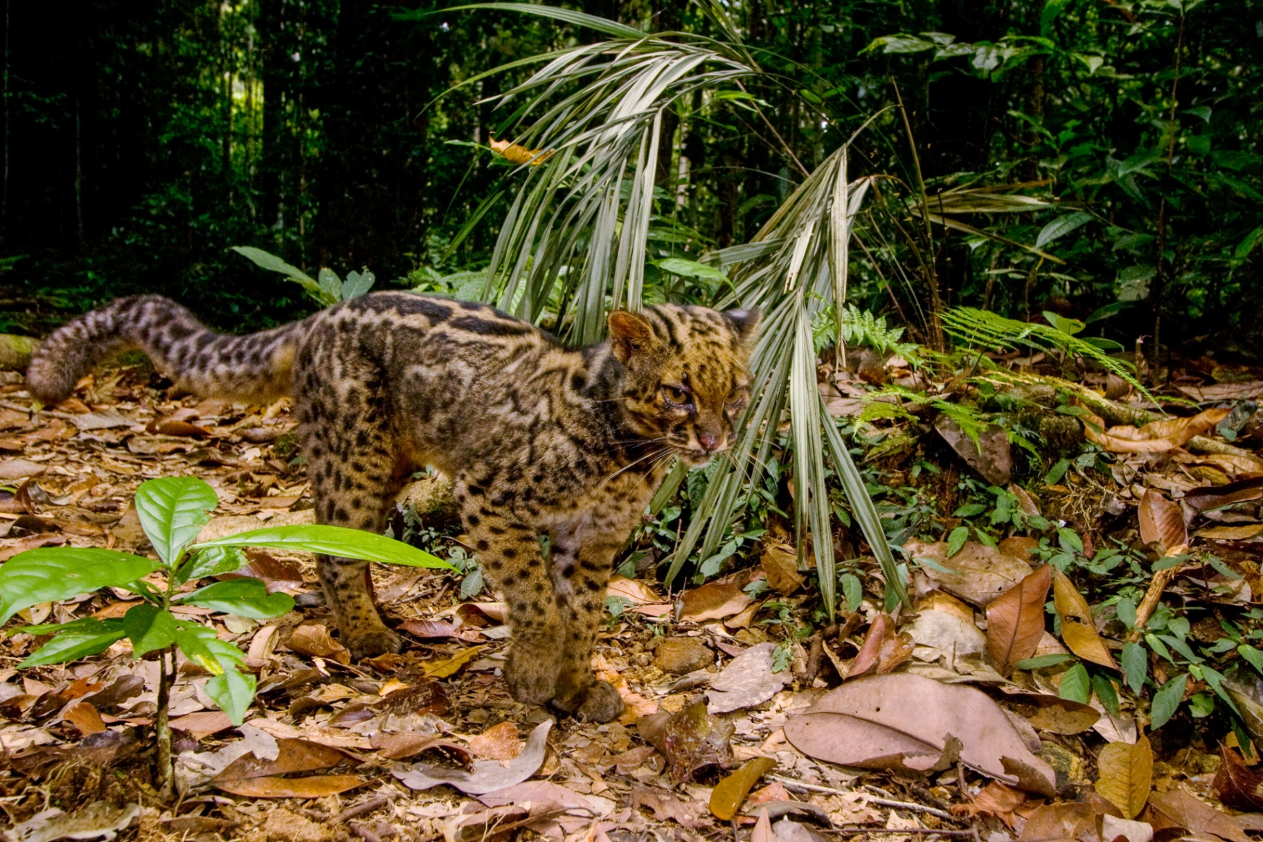 Marbled Cat