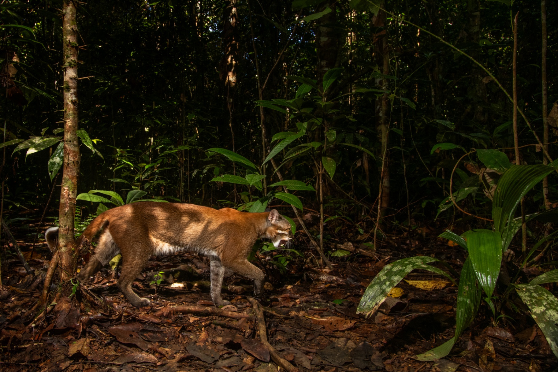 Asiatic Golden Cat