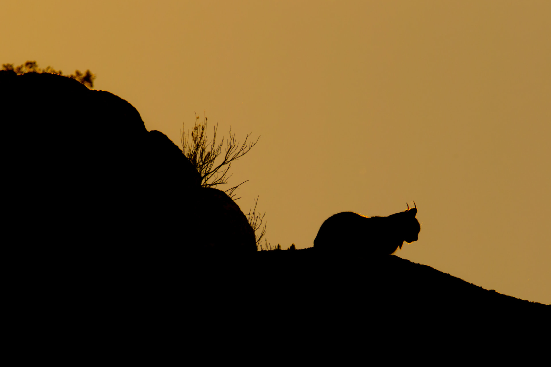 An Iberian lynx silhouetted on a ridge against a golden sunset sky