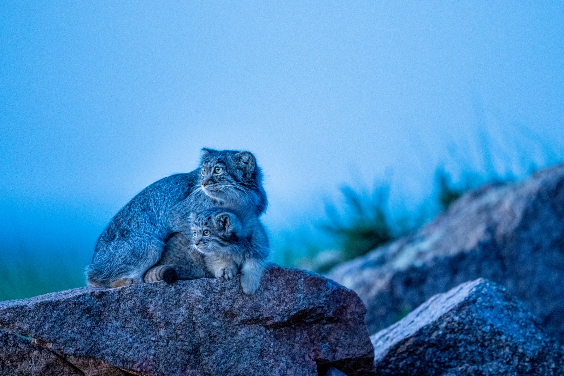 Pallas's Cat