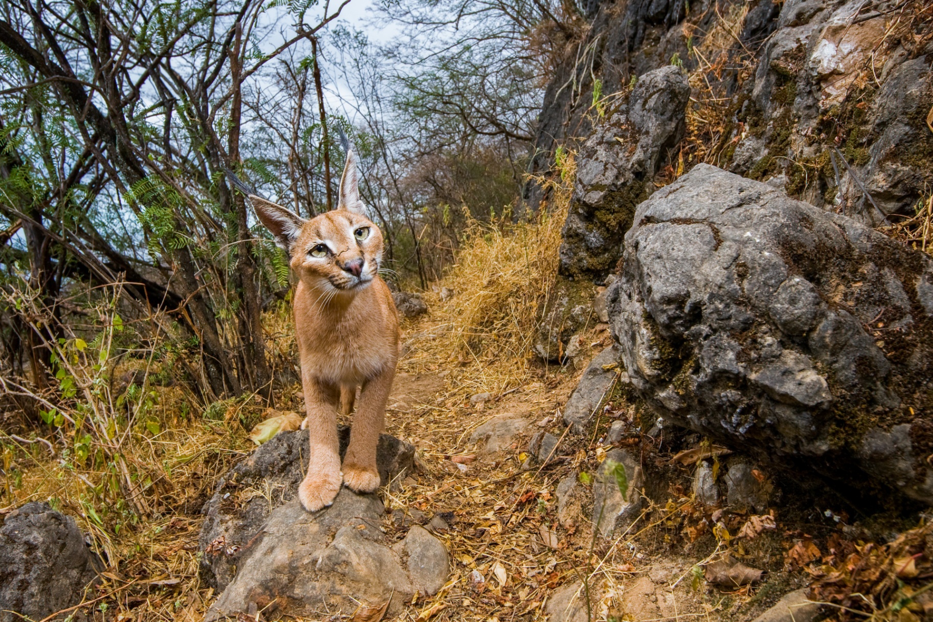 Caracal
