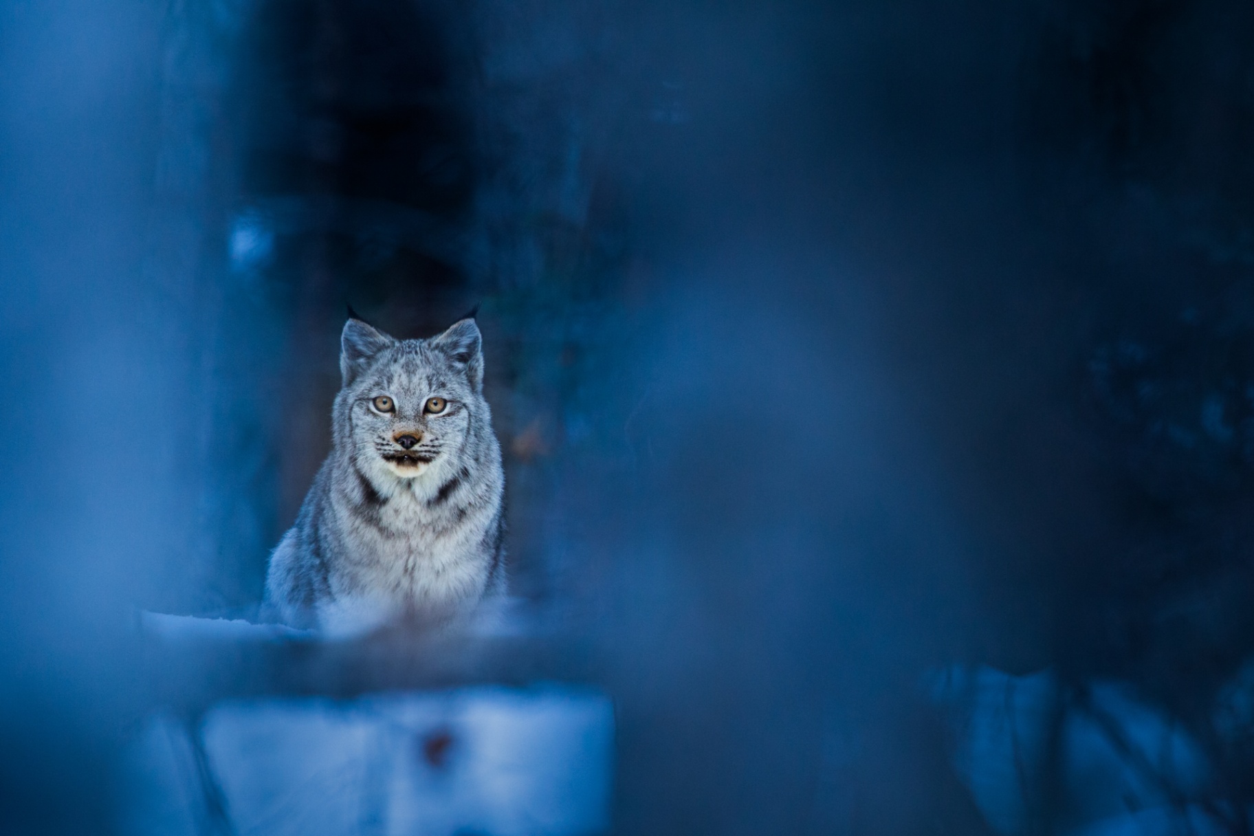 Canada Lynx