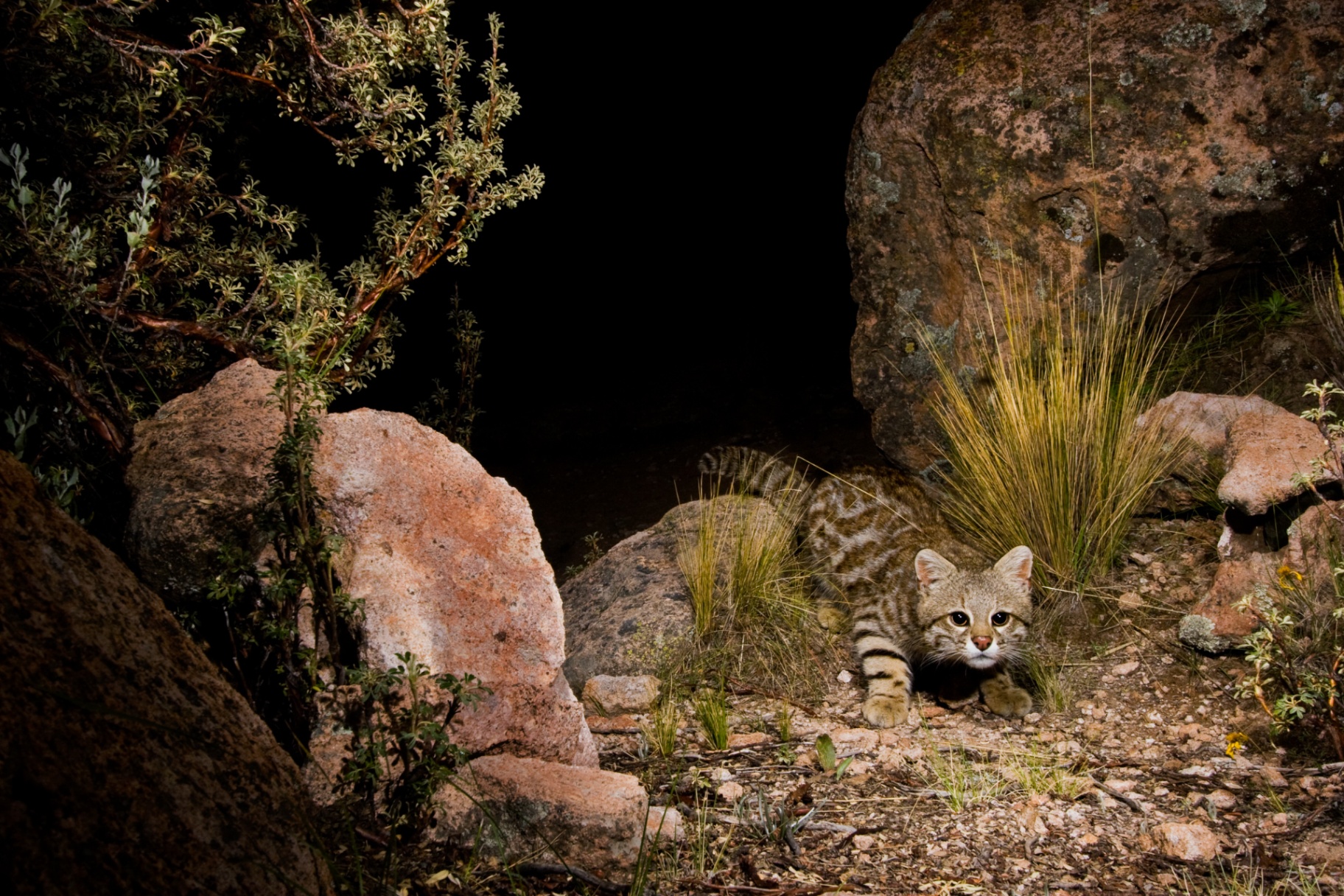 Pampas Cat