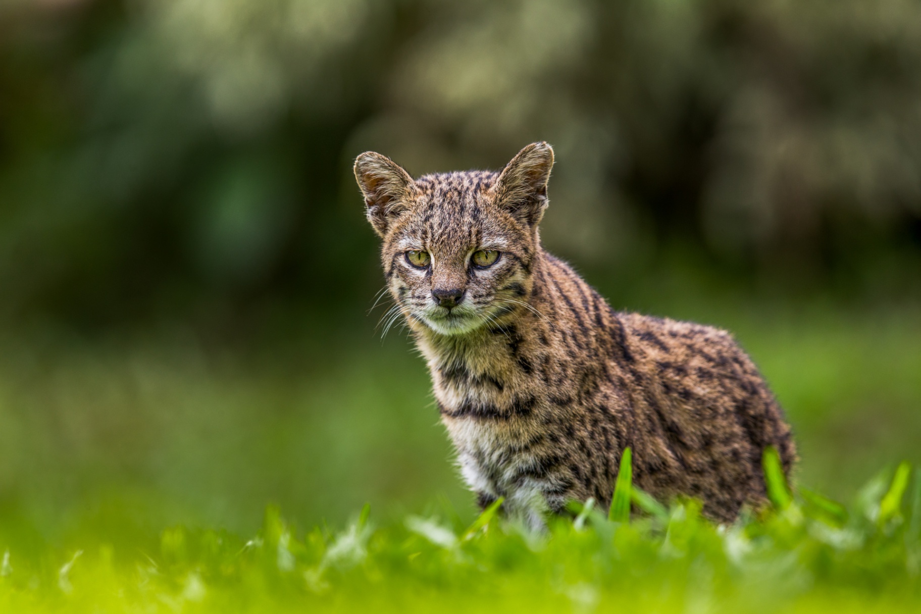 Geoffroy's Cat