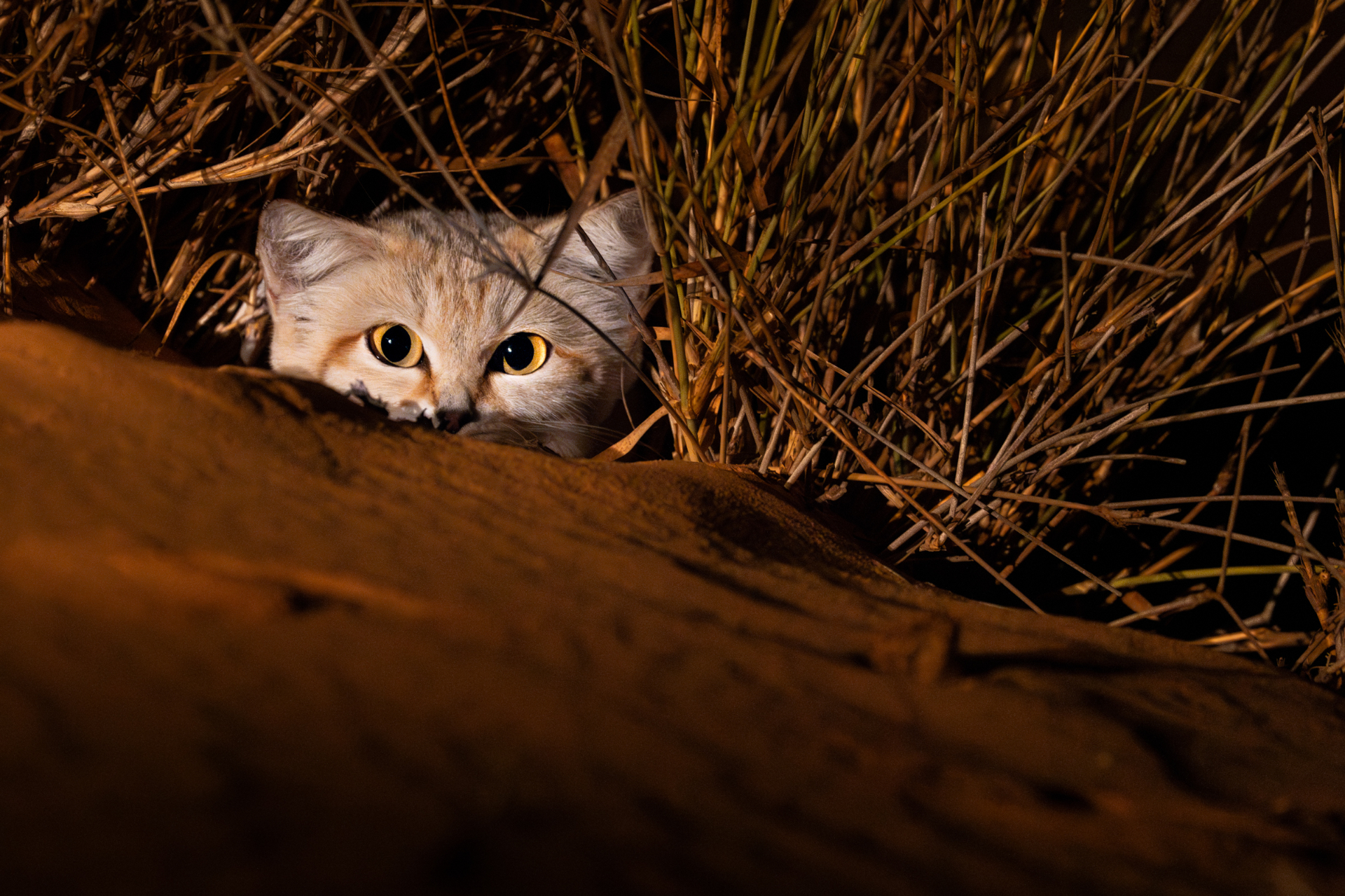 Sand Cat