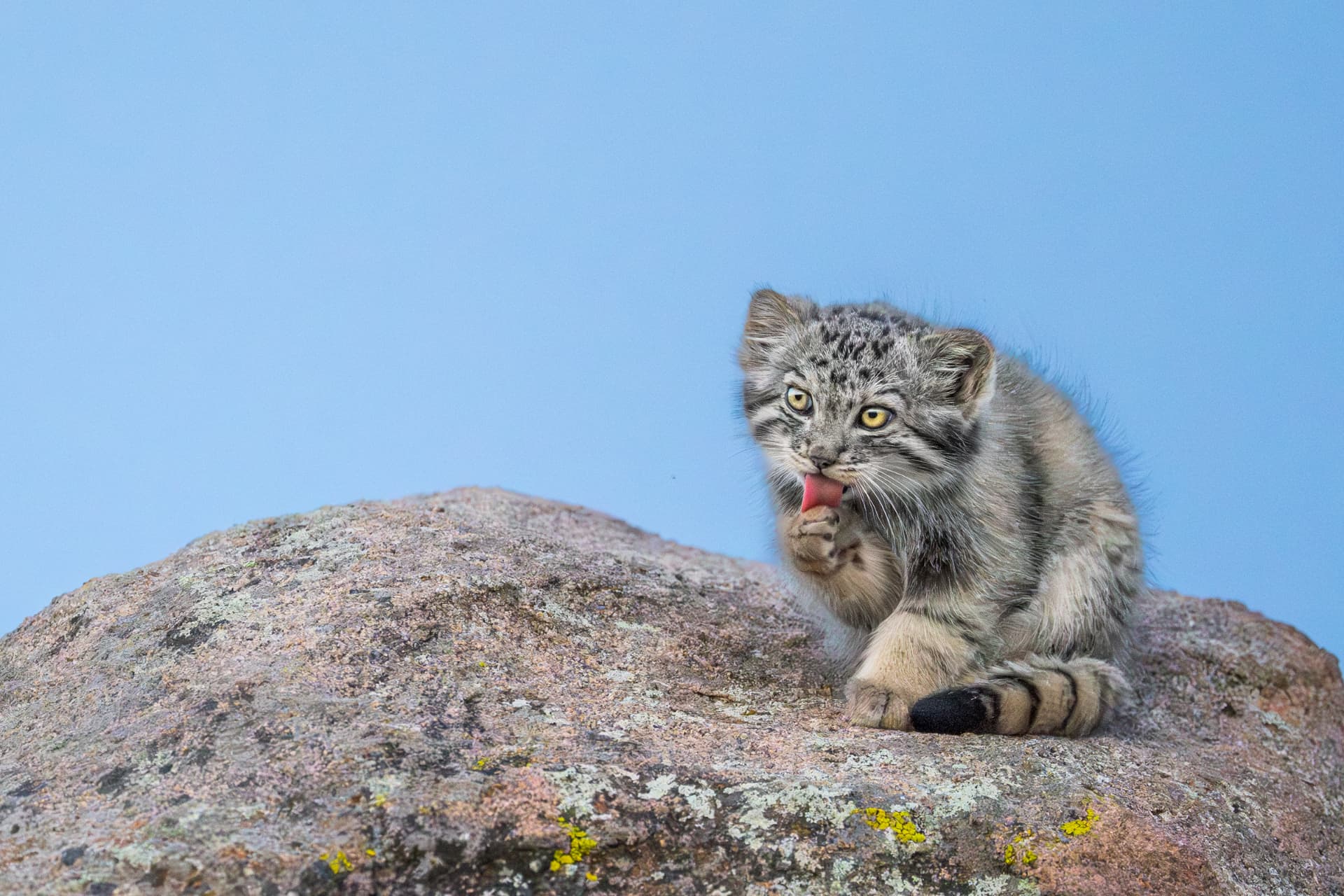 A Pallas's cat kitten licking its paw on a lichen-covered rock