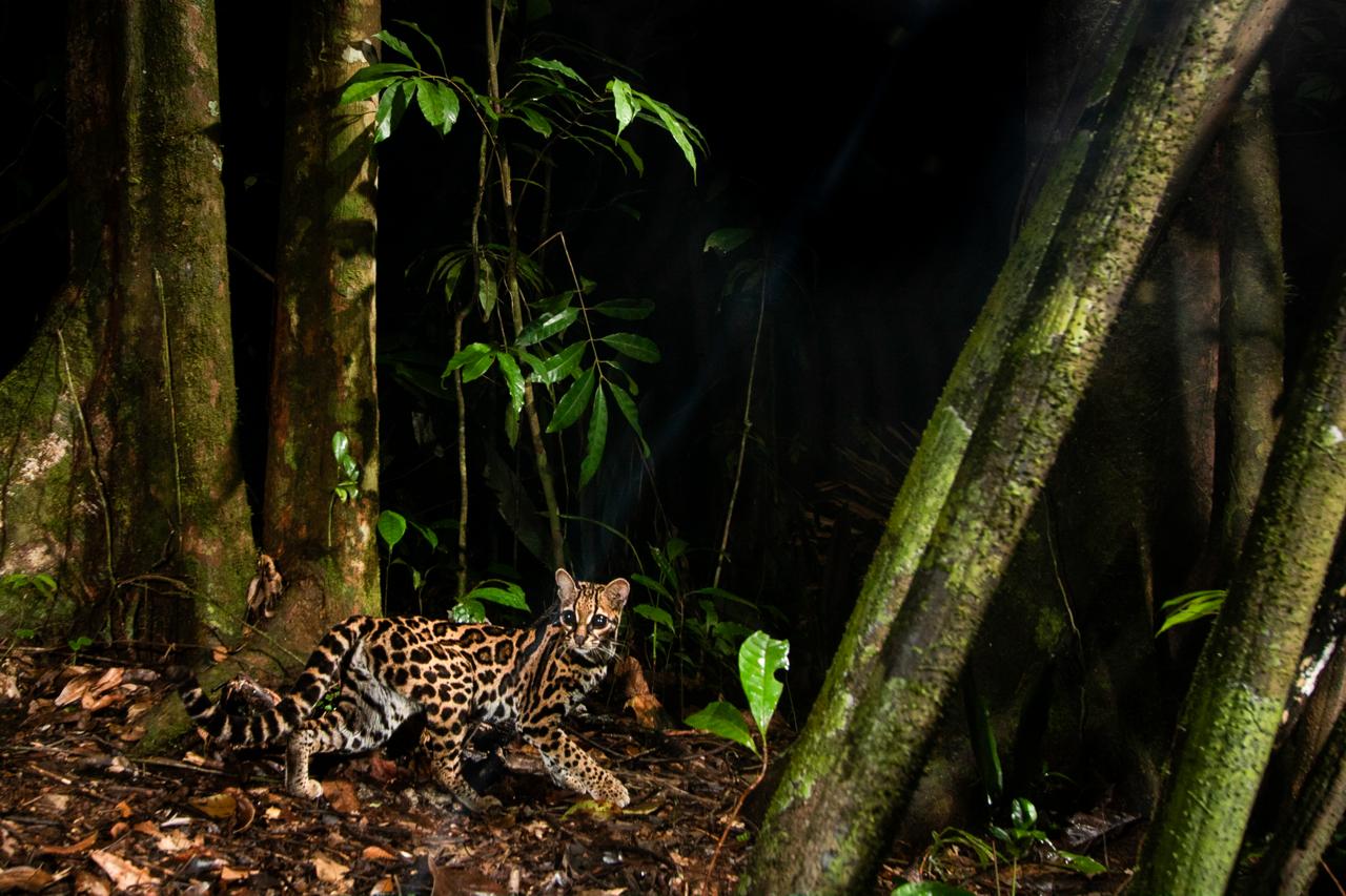 Margay