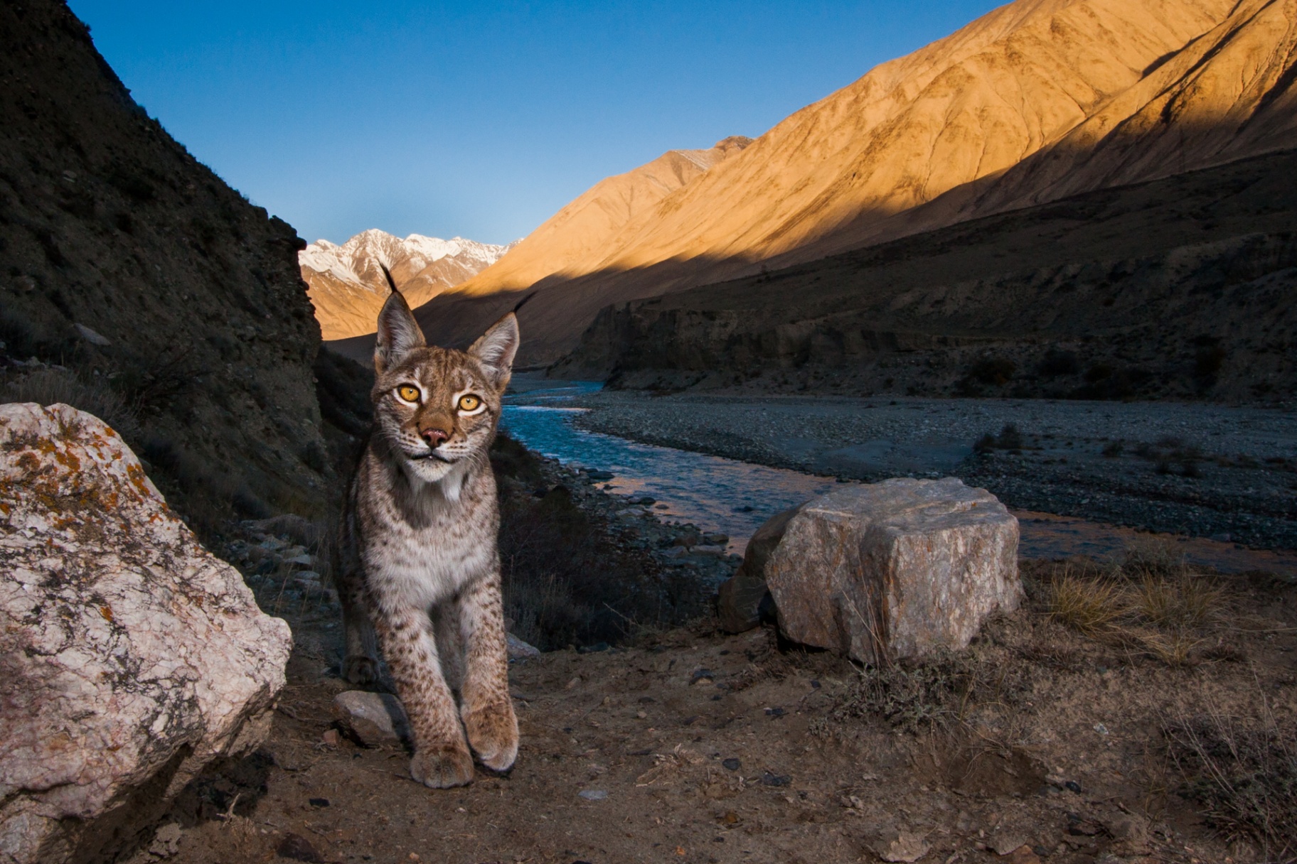 Eurasian Lynx