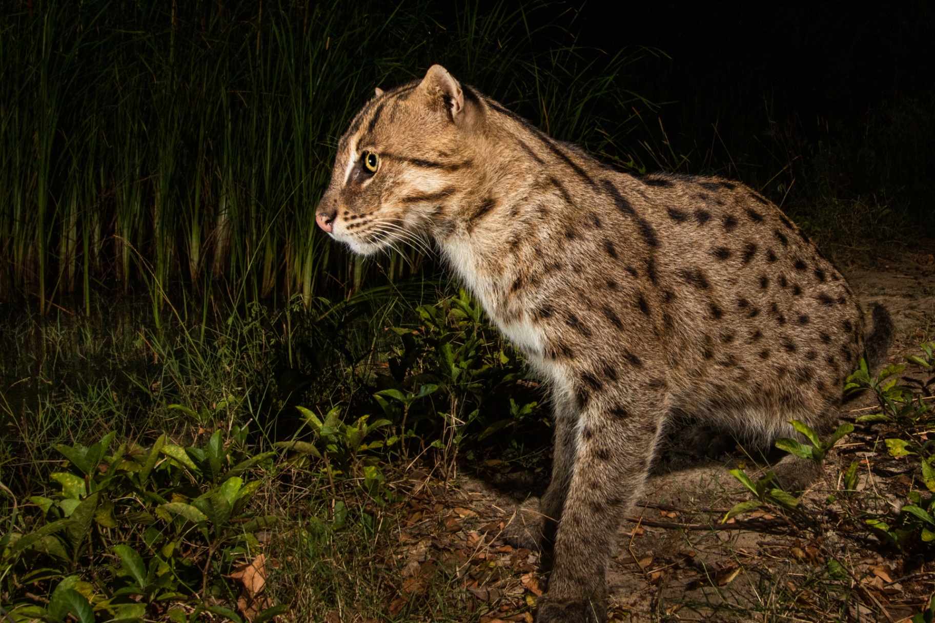 Fishing Cat