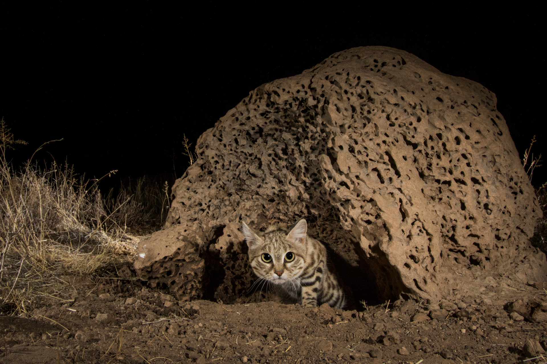 Black-footed Cat