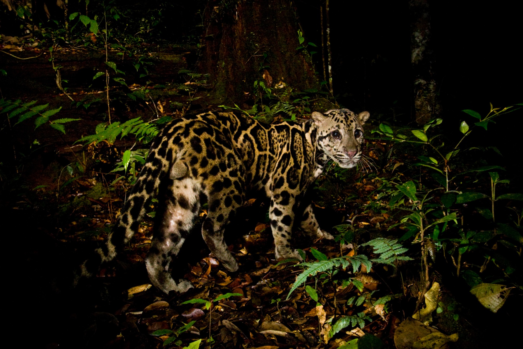 Sunda Clouded Leopard