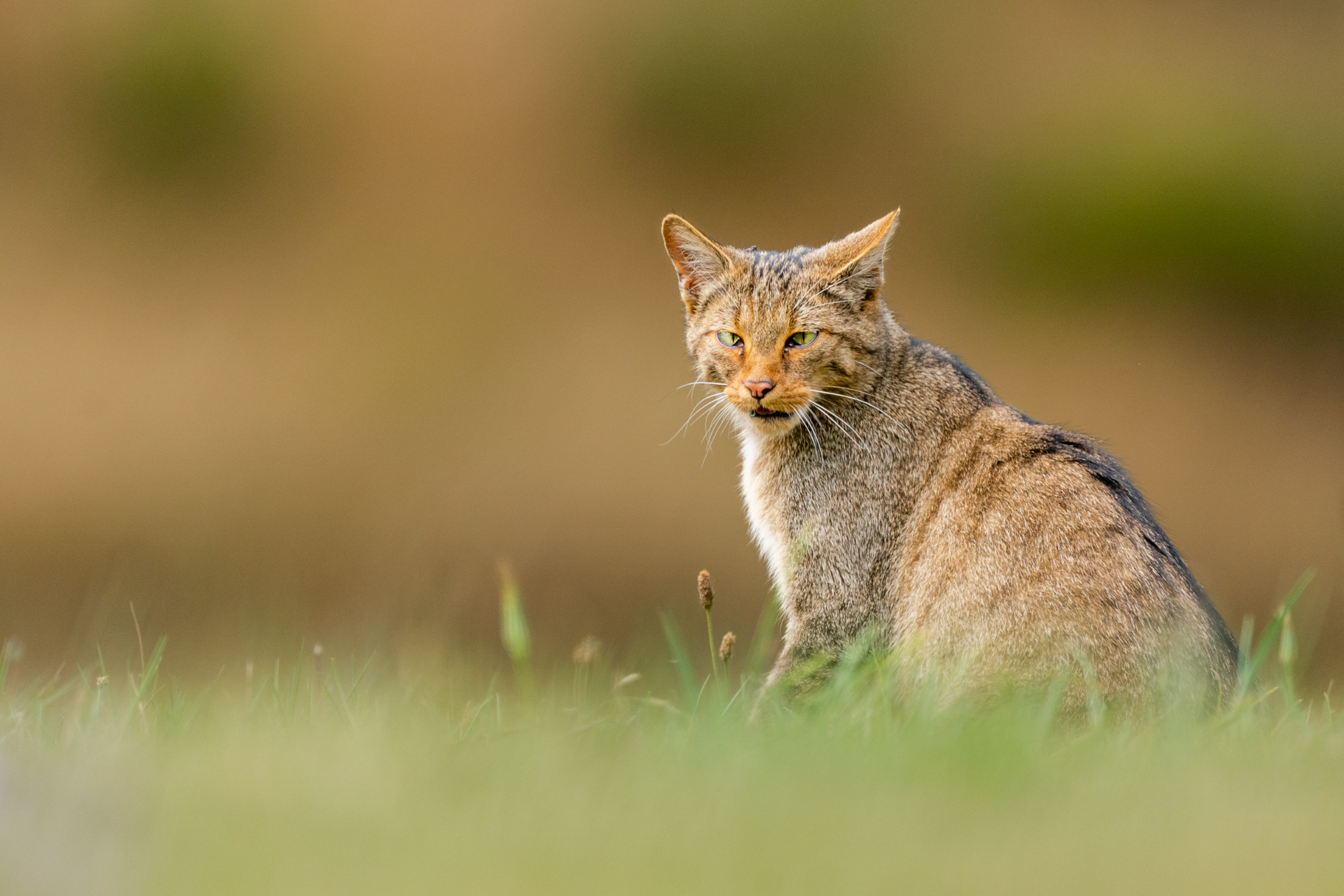European Wildcat