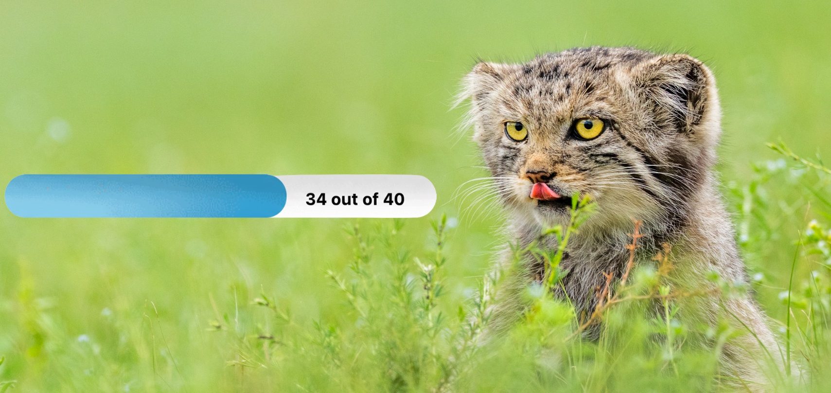 Chasing Cats Progress Bar